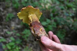 Foraged Mushrrom -Boletus Billieae