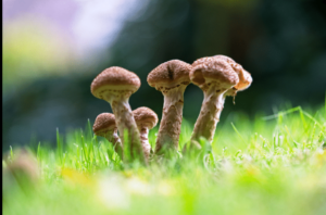 Mushrooms growing in green field